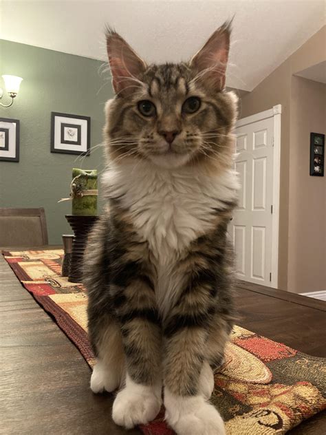 Odin A Russian Maine Coon Rcats