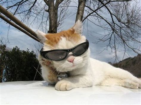 Funny Cat With Sunglasses Meme Cat Mania