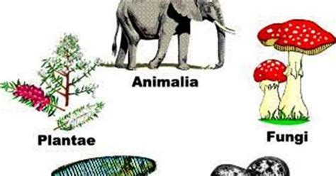 Asalnya dari bahasa tamil (india) yakni kirindam yang berarti sebagai perumpamaan. Perbedaan Ciri Kingdom Monera, Protista, Fungi, Plantae ...