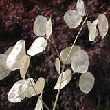 Photos of Silver Dollar Dried Flowers