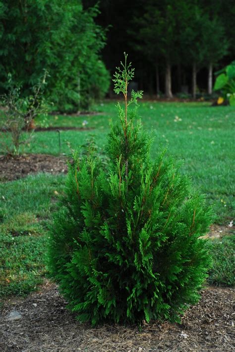 Plant Thuja Occidentalis Elegantissima By Tracy Woods In Cloudy Way