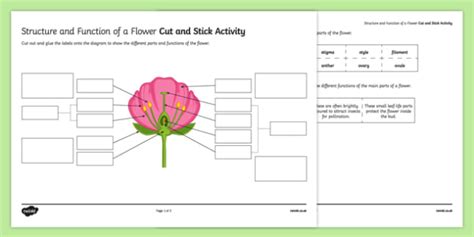 Worksheets are plant reproduction, flowering plant reproduction cloze work, key concept many plants reproduce with flowers and, flower structure and reproduction, reproduction of flowering plants from flowers to fruits, the plant detective, bees and flowers, section 241. Parts of a Flower Worksheet - PDF (teacher made)
