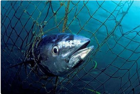 Bonifacio est une des curiosités principales de la corse. Corse : des pêcheurs italiens interpellés alors qu'ils ...