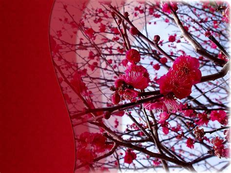 Red Cherry Blossom Wallpapers Top Free Red Cherry Blossom Backgrounds