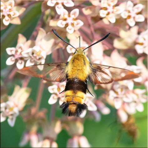 Snowberry Clearwing Moth Trogography