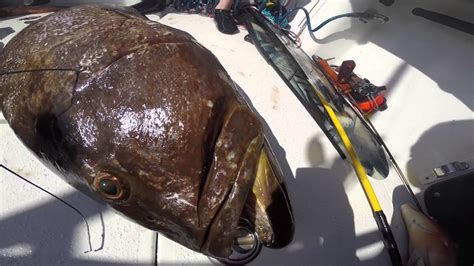 Spearfishing Spearing A Huge Grouper In The Bahamas Youtube