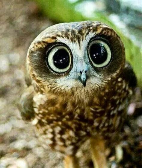 Beautiful Owl Look At Those Eyes Cute Animals Animals