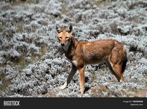 Ethiopian Wolf Bale Image And Photo Free Trial Bigstock