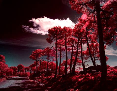 How To Do Infrared Photography With Basic Camera Gear Expertphotography