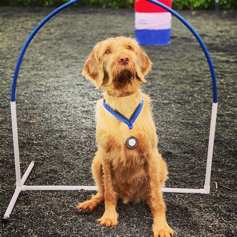 Hoopers - Positive Pet Training Group Class Staffordshire