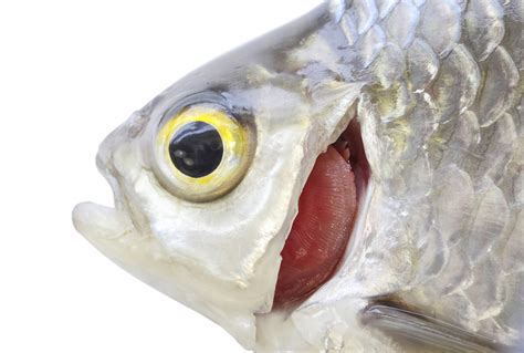 How Did Fish Evolve Gills Redorbit