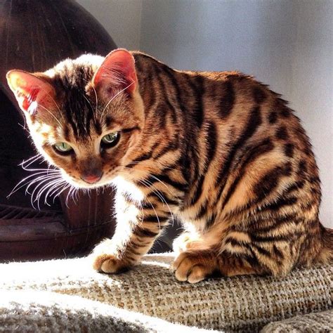 Toyger Cat Info Temperament Kittens Pictures