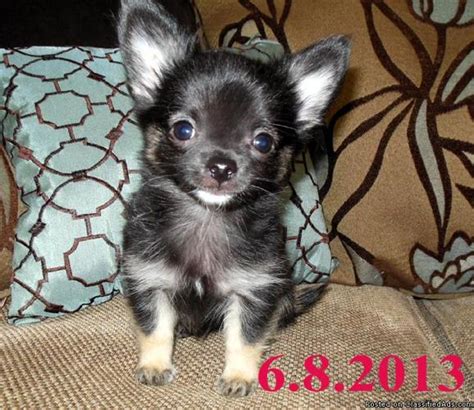 Thank you for stopping by! teacup chihuahua puppies, AKC for Sale in Las Vegas ...