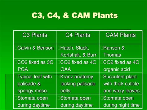 Ppt C3 C4 And Cam Photosynthesis Powerpoint Presentation Free