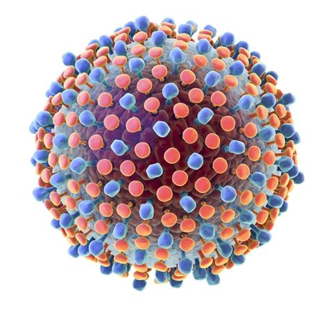 Mexican liga de expansión mx: ¿Cómo se transmite la hepatitis C?