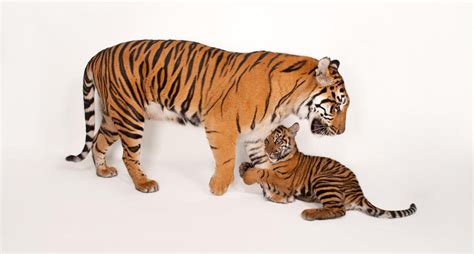 Madres E Hijos Imágenes De Mamás Animales Con Sus Bebés National