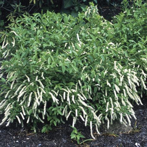 Virginia sweetspire can grow in nearly any kind of soil—acidic to alkaline, fertile to not so fertile. Itea - FineGardening
