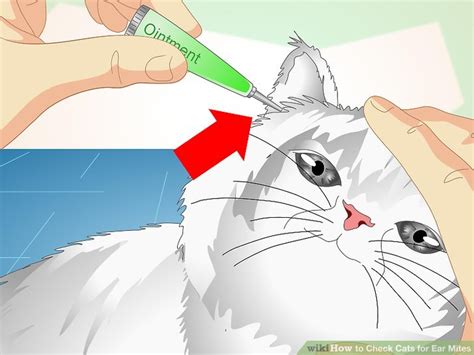 Check your other pets daily for any signs of ear mite infestation, and if you notice any changes, call your veterinarian. 3 Ways to Check Cats for Ear Mites - wikiHow