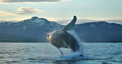 Akureyri Classic Whale Watching Musement