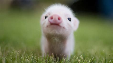 Varkentje Cute Animals Baby Pigs Cute Baby Animals