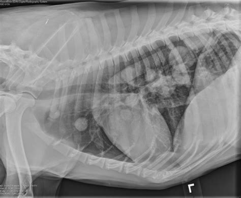 Which Chest Radiographs Should You Take Dv Or Vd Vetgirl Veterinary