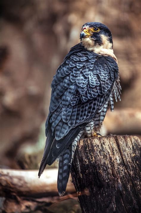 Falcão Peregrino Peregrine Falcon Beautiful Birds Wild Birds