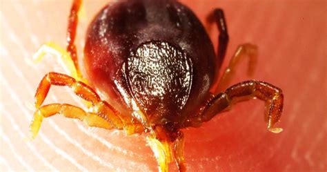 Cwa Ticked Off About Lyme Disease The Land Nsw