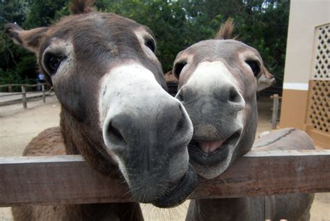 Two Donkeys With Happy Smiles Free Image Download