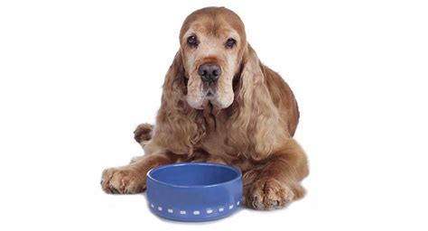 Every dog is a little different. Best Dog Food for Senior Dogs with Sensitive Stomachs