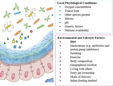 Key Factors Influencing Gut Microbiota Composition Download