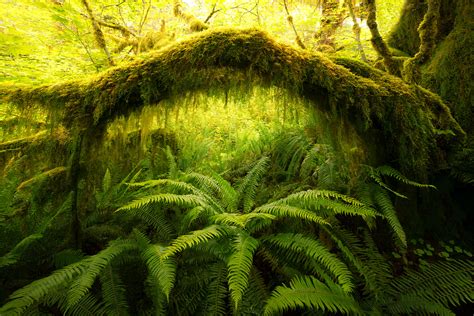 Enchanted Forest | Forests & Trees | Marlon Holden Fine Art