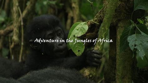 Best Gorilla Trekking Safaris Uganda 5 Days Uganda Safari 2023