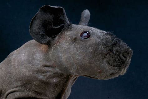 Adorable Hairless ‘skinny Pigs Are Lab Rodents That Look Just Like