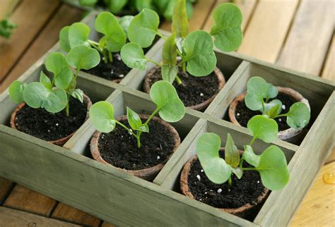 Gurken reagieren sehr empfindlich beim umtopfen, wenn ihr wurzelballen zerfällt. Aussaat: Grüne Kinderstube auf der Fensterbank ...