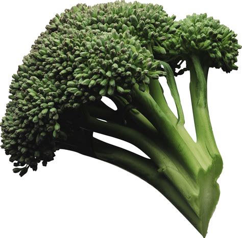 Download Broccoli Png Image Hq Png Image Freepngimg