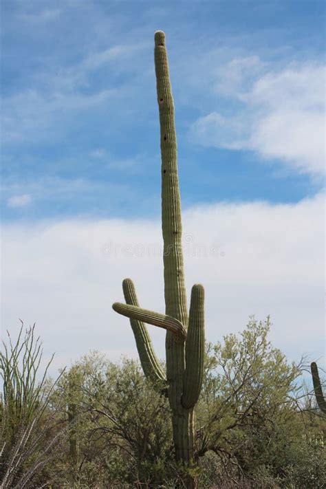 A Tall Funny Shaped Saguaro Cacti Surrounded By Ocotillo And Creosote