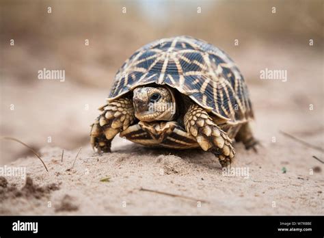 Geometric Tortoise Psammobates Geometricus Central Kalahari Desert