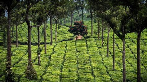 Kerala Spice Plantation Tour Know About Spice Plantations In Kerala