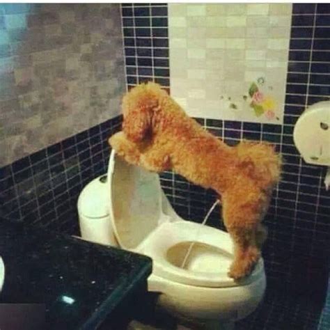Dog Peeing In Toilet Potty Humor Funny Animals Funny Dogs Funny