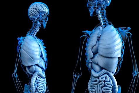 Los 30 órganos Del Cuerpo Humano Y Sus Funciones