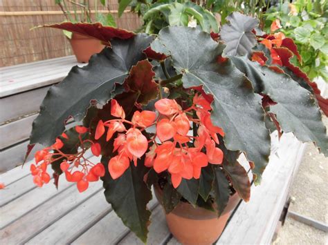 Growing Angel Wing Begonias Plant Caring Guide Plants Spark Joy