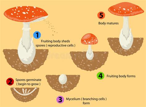 Fungi Life Cycle Animation