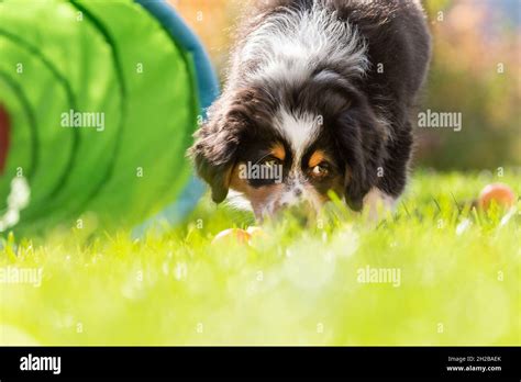 Portrait Of A Cute Tricolor Australian Shepherd Puppy Dog In A Garden