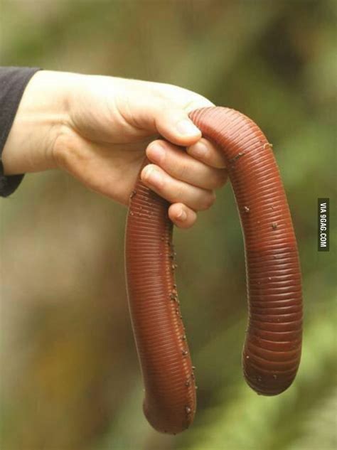 Austrailian Giant Earthworm Can Grow Up To 3 Meters In Length Wtf