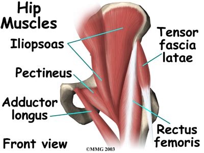 Each of these tissues is discussed in the tabs listed below: Tom's Physiotherapy Blog: Importance of the hip joint in ...