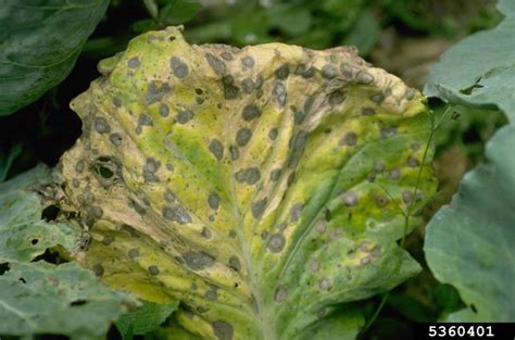 Alternaria Black Molds Stem Cankers Alternaria Spp On Cabbage