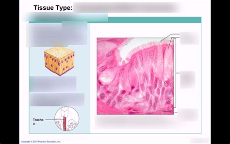 Chapter 4 Reading Assignment Epithelial Tissue Flashcard Diagram