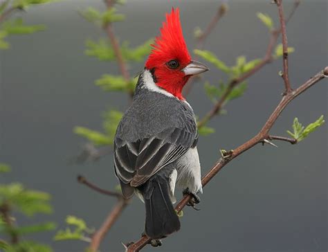 Red Crested Cardinal Perhaps Not A Prettier Bird In All Of Hawaii