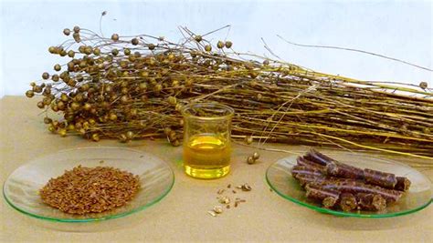 How to stabilize wood with cactus juice and why? 11 home remedies for diabetes in men and women