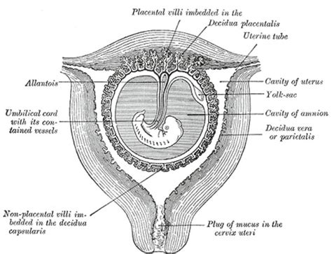 Bgda Practical Placenta Maternal Decidua Embryology
